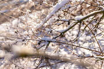 Snow-covered trees in the garden. Snowy winter. Rural winter nature