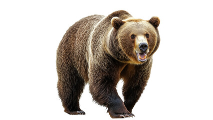 Fototapeta premium Grizzly bear walking on a white background