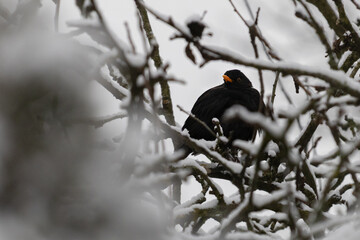 a blackbird in a bush