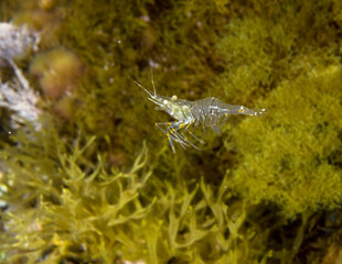 shrimp in the water, Common prawn (Palaemon serratus) scavenging in rockpool Alghero, Porto Conte, Capo Caccia, Sardinia, Italy