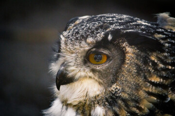 owl