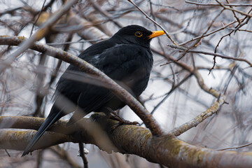 blackbird sitting in a bush