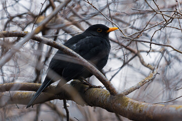 blackbird sitting in a bush