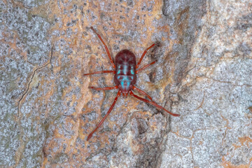 Red Mite on Bark