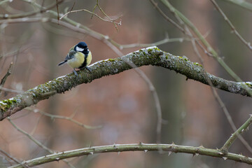 Great tit sitting on a branch in the forest