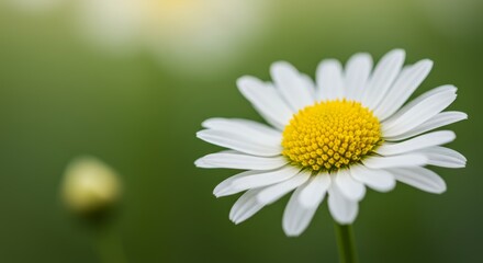 Fototapeta premium Delicate Daisy Bloom: A Macro View of Nature's Floral Simplicity and Elegance