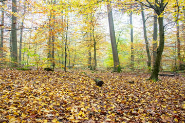 Autumn leaves, branch and tree roots in forest in sunny weather.