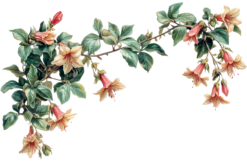 Floral vine illustration with blossoms