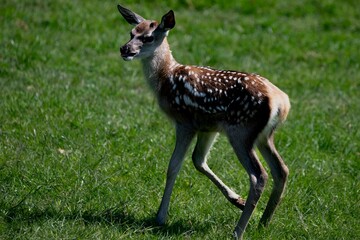 The Red Deer (Cervus elaphus).