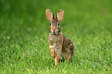 Cottontail rabbit pauses to check its surroundings before proceeding.