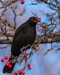 A Male Blackbird is Sitting on a Leafless Branch and Enjoying Its Food in Mid-Winter