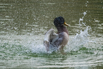 A Male Duck is Taking Its Morning Bath Casting Ripples and Spreading Water Drops in All Possible Directions