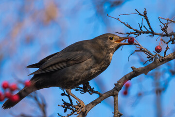 A Female Blackbird is Sitting on a Leafless Branch and Enjoying a Small Red Fruit
