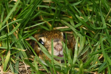 Chipmunk sticks its head out of a hole to see if it's safe to come out.