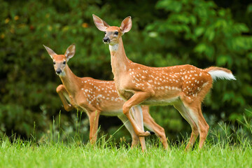 Two fawns stamp in unison as a warning.