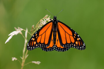 Monarch butterfly stops on a grass stem in a meadow.