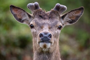 The Red Deer (Cervus elaphus).