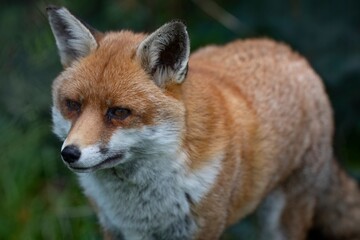 The Red Fox (Vulpes vulpes).