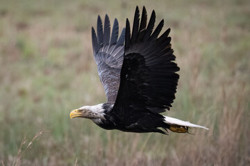 Bald Eagle after bathing in the marsh. 