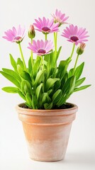 Bright pink daisies with green leaves thrive in a terracotta pot against a simple backdrop