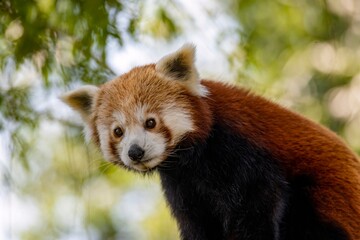 The Red Panda (Ailurus fulgens), also known as the Lesser Panda.