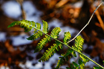 fern in the forest © Karol