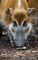 The Red River Hog (Potamochoerus porcus) or Bushpig.