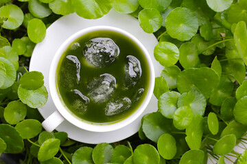 Herbal juice drink, Fresh green centella asiatica leaves or water pennywort plant or gotu kola.