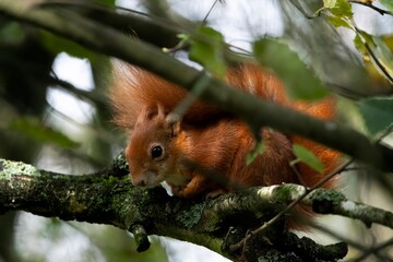 The Red Squirrel or Eurasian Red Squirrel (Sciurus vulgaris).