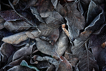 leaves on the ground
