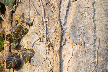 close up of tree bark