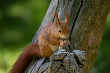 The Red Squirrel or Eurasian Red Squirrel (Sciurus vulgaris).