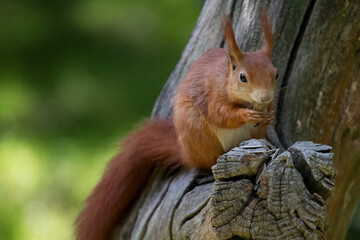 The Red Squirrel or Eurasian Red Squirrel (Sciurus vulgaris).