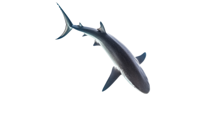 Shark swims gracefully in clear water