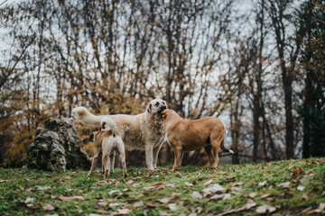 A group of dogs standing amidst foliage in a forest setting, portraying natural companionship.