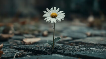 Resilience of a Daisy: A solitary daisy bursts forth from the cracks of an urban pavement, a symbol of resilience, hope, and natural beauty in an unexpected setting.