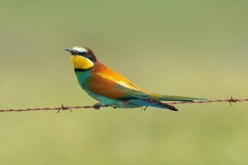 Abejaruco, bee-eater