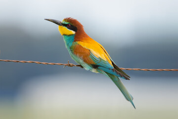 Abejaruco, bee-eater