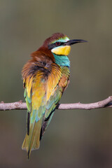 Abejaruco, bee-eater