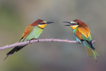 Abejaruco, bee-eater