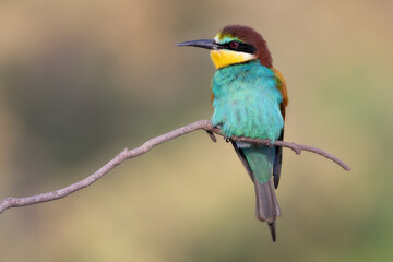 Abejaruco, bee-eater