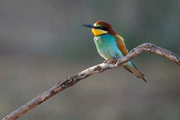 Abejaruco, bee-eater