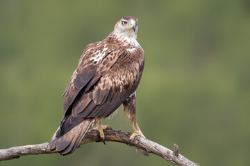 Aguila perdicera, aquila adalberti