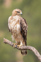 Aguila perdicera, aquila adalberti