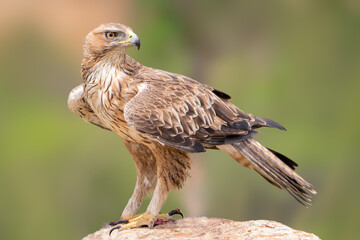 Aguila perdicera, aquila adalberti