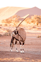 Desert Oryx in Profile