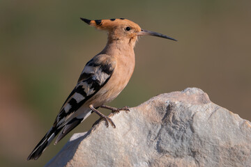 Abubilla