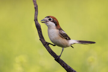 Alcauón comun hembra