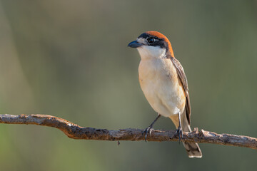 Alcauón comun hembra