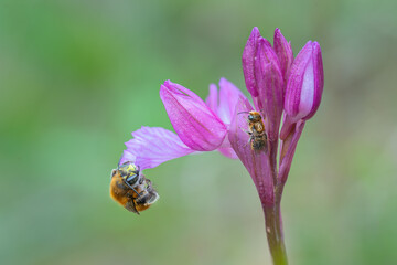 Fototapeta premium Orquídea, flor, planta insecto 
